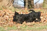 SCOTTISH TERRIER 104